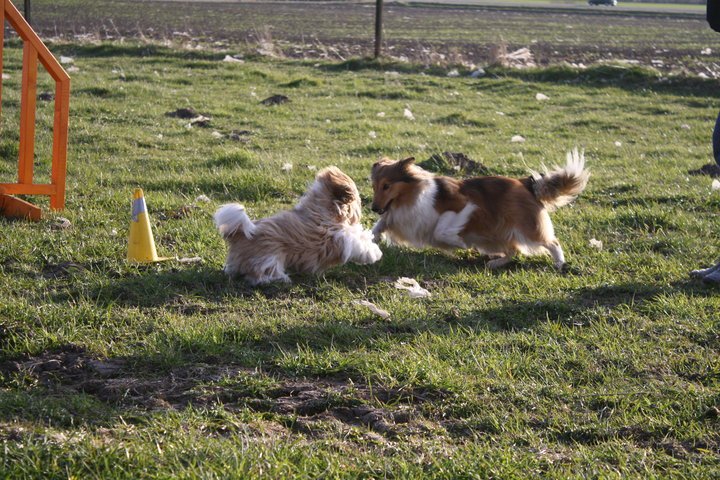 Shih Tzu Danmark