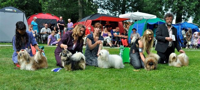 Shih Tzu Danmark Grenaa