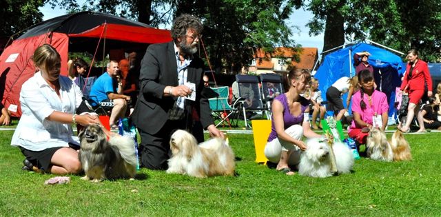 Shih Tzu Danmark Grenaa