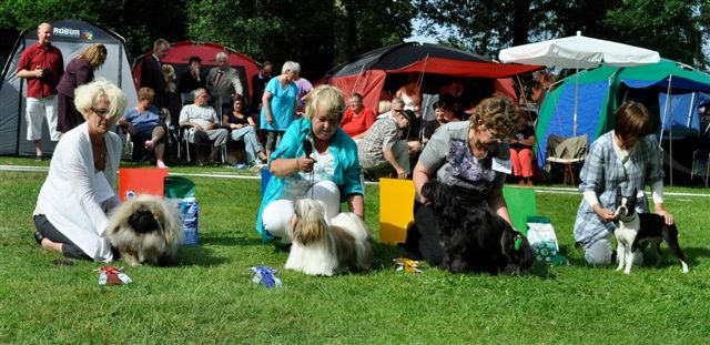 Shih Tzu Danmark Grenaa