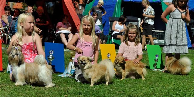 Shih Tzu Danmark Grenaa