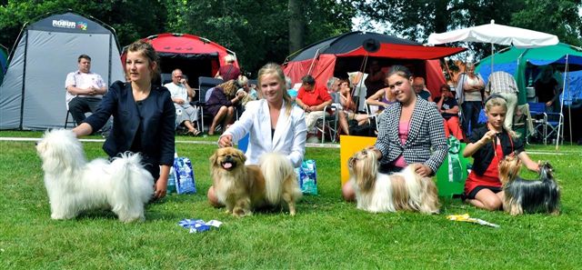 Shih Tzu Danmark Grenaa
