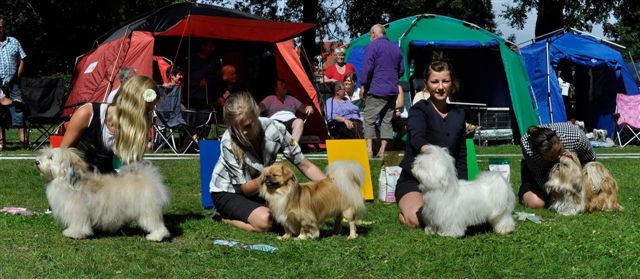 Shih Tzu Danmark Grenaa