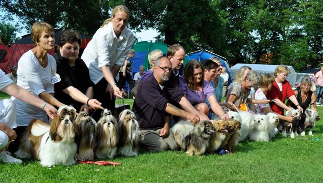 Shih Tzu Danmark Grenaa