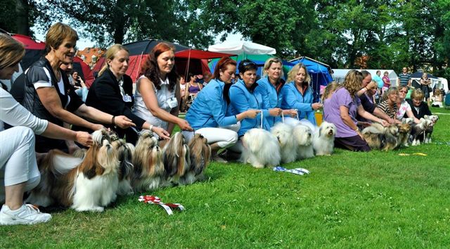 Shih Tzu Danmark Grenaa