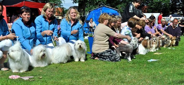 Shih Tzu Danmark Grenaa