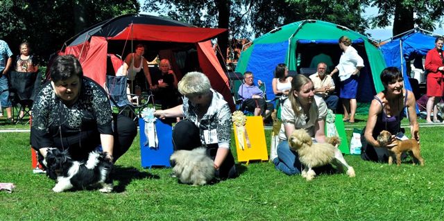 Shih Tzu Danmark Grenaa