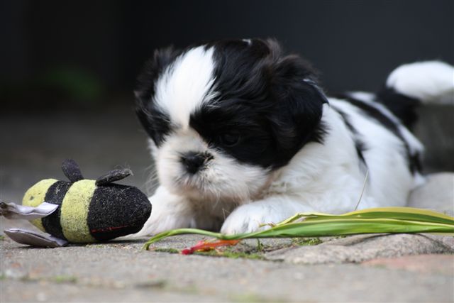 Shih Tzu Danmark