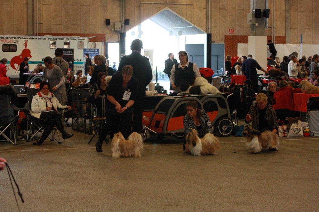 Shih Tzu Danmark