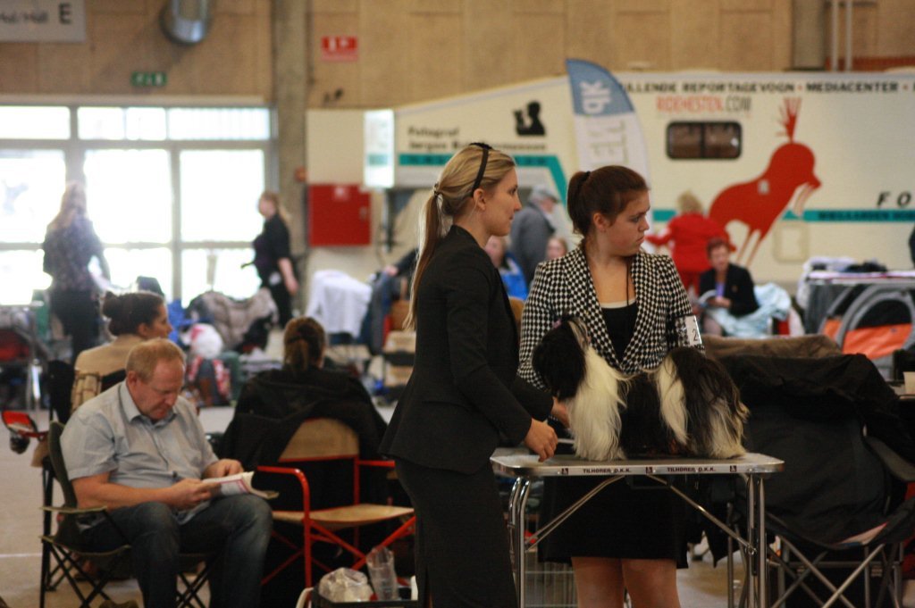 Shih Tzu Danmark