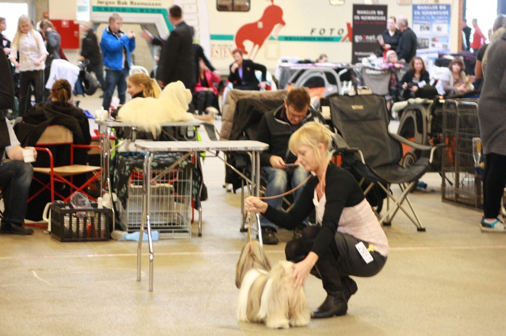 Shih Tzu Danmark