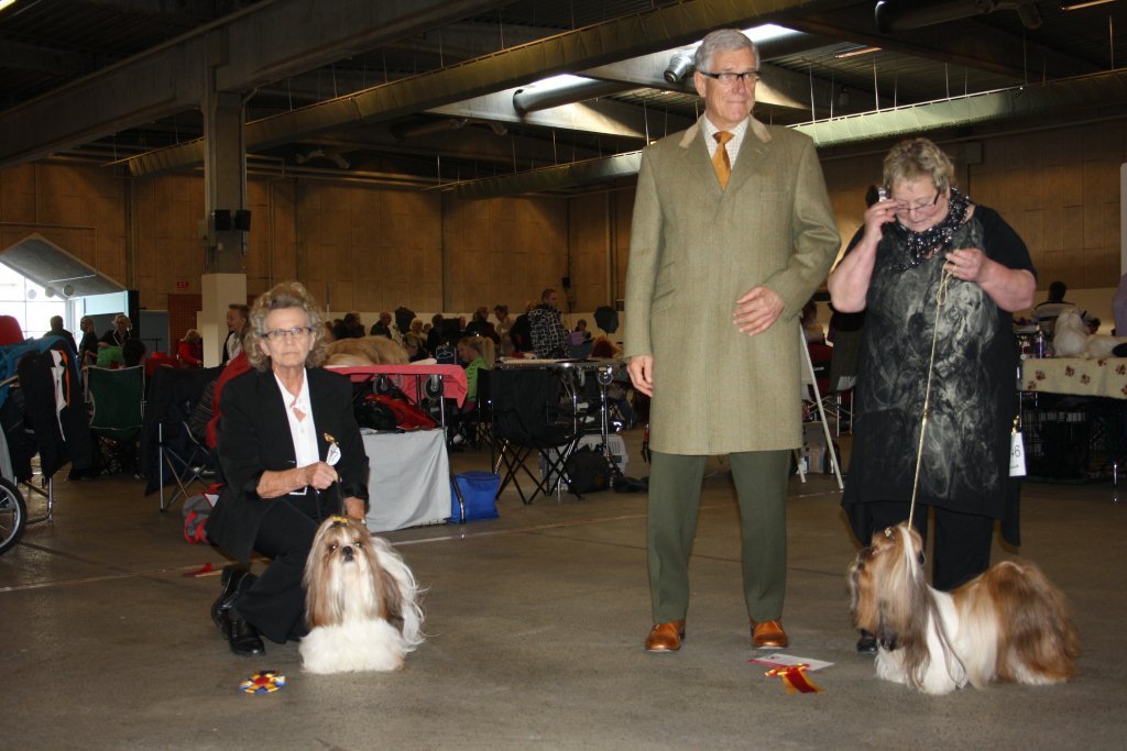 Shih Tzu Danmark