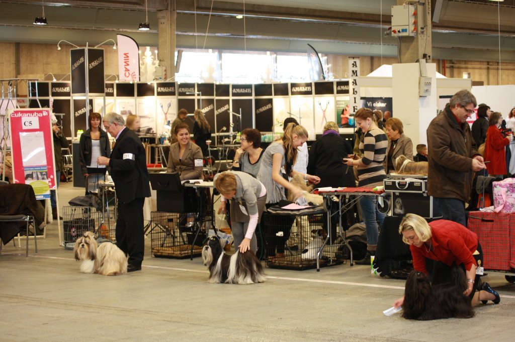 Shih Tzu Danmark