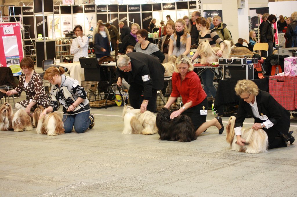 Shih Tzu Danmark