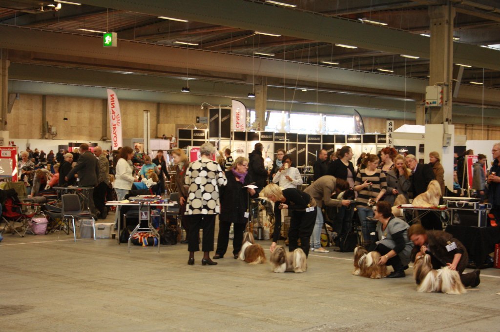 Shih Tzu Danmark