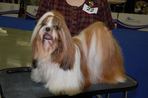 Shih Tzu Danmark