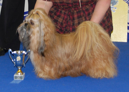Shih Tzu Danmark