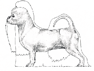 Shih Tzu Danmark