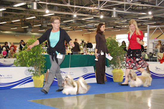 Shih Tzu Danmark