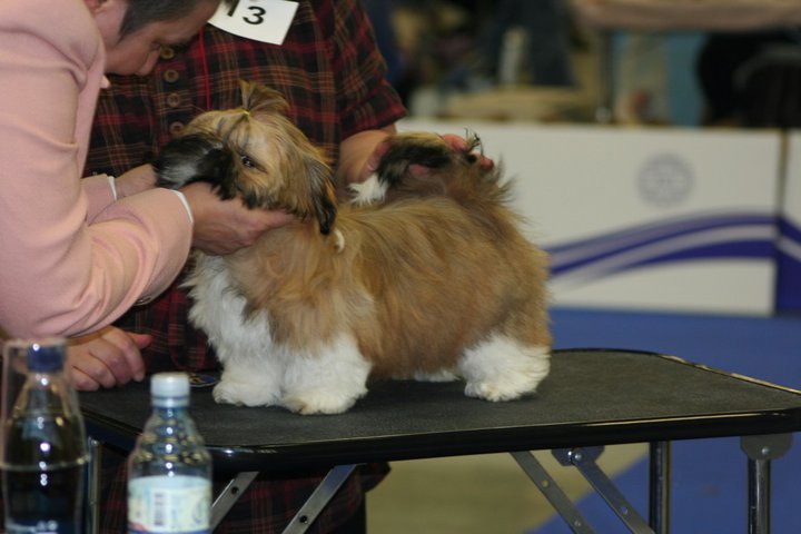 Shih Tzu Danmark