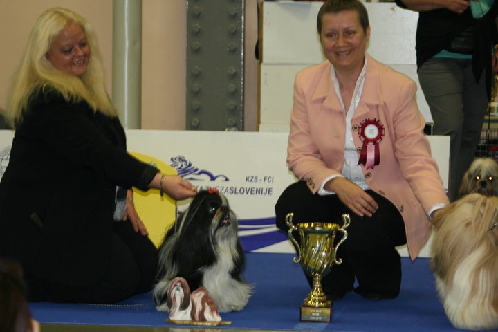 Shih Tzu Danmark